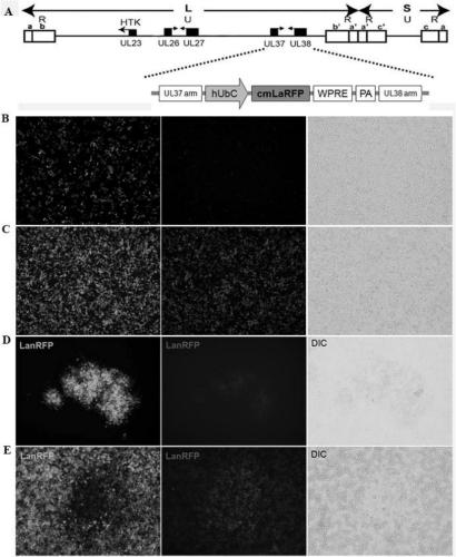 Recombinant herpes simplex virus carrying fluorescent Timer gene capable of discoloring, preparation method and application thereof