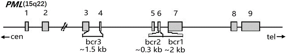 Detection kit and detection method for APL drug resistance gene mutation