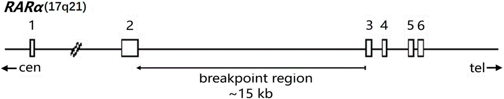 Detection kit and detection method for APL drug resistance gene mutation