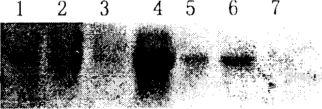 Rape sodium-hydrogen pump transport protein coding sequence and application thereof