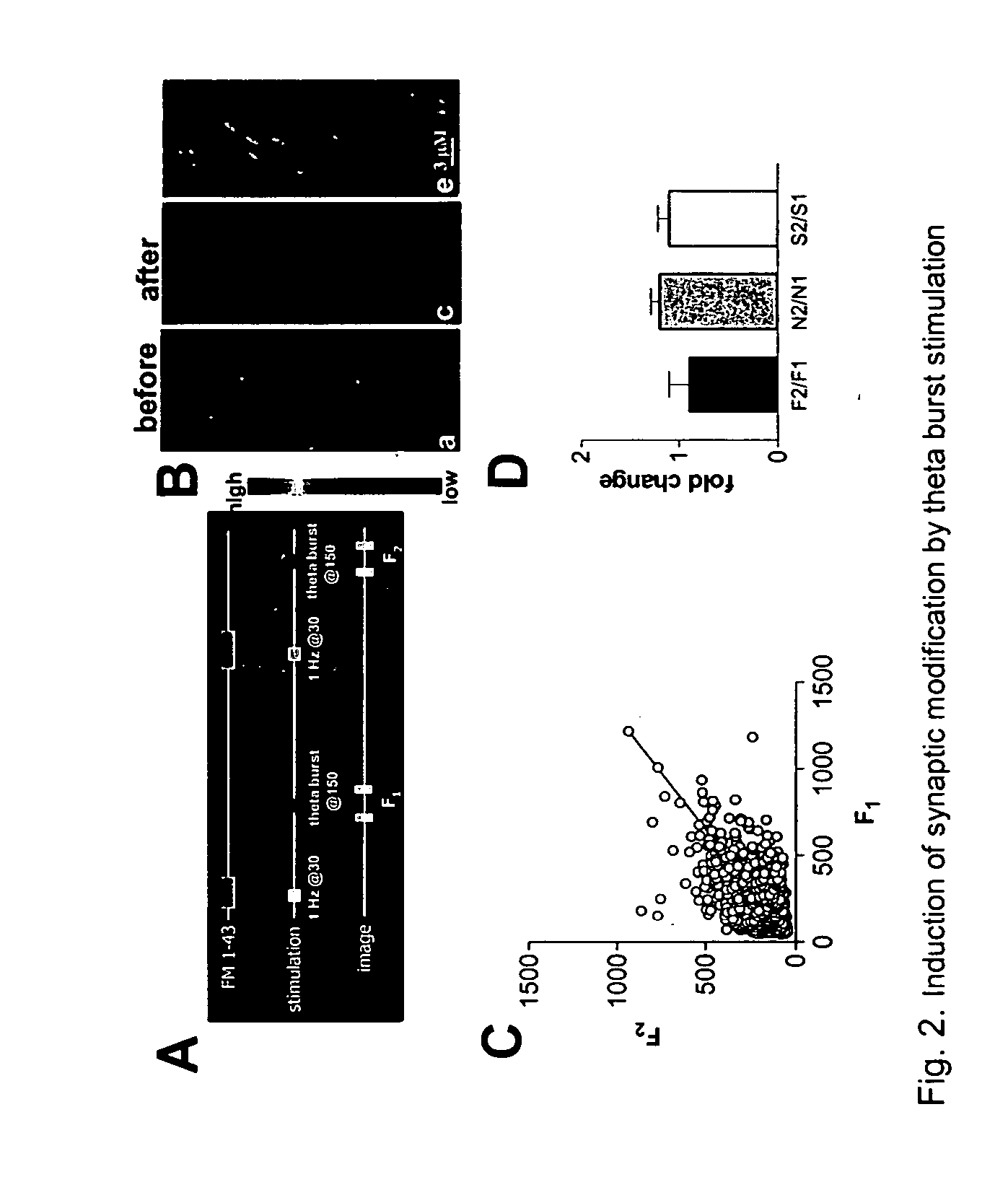 Compositions and methods for enhancing cognitive function and synaptic plasticity