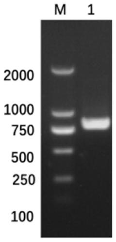 ARMS-PCR primer of sulfanilamide drug-resistant eimeria tenella and molecular detection method thereof