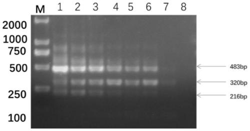 ARMS-PCR primer of sulfanilamide drug-resistant eimeria tenella and molecular detection method thereof