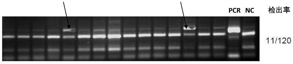 Application of protein secp43 or its encoding gene in regulating male fertility of Drosophila melanogaster