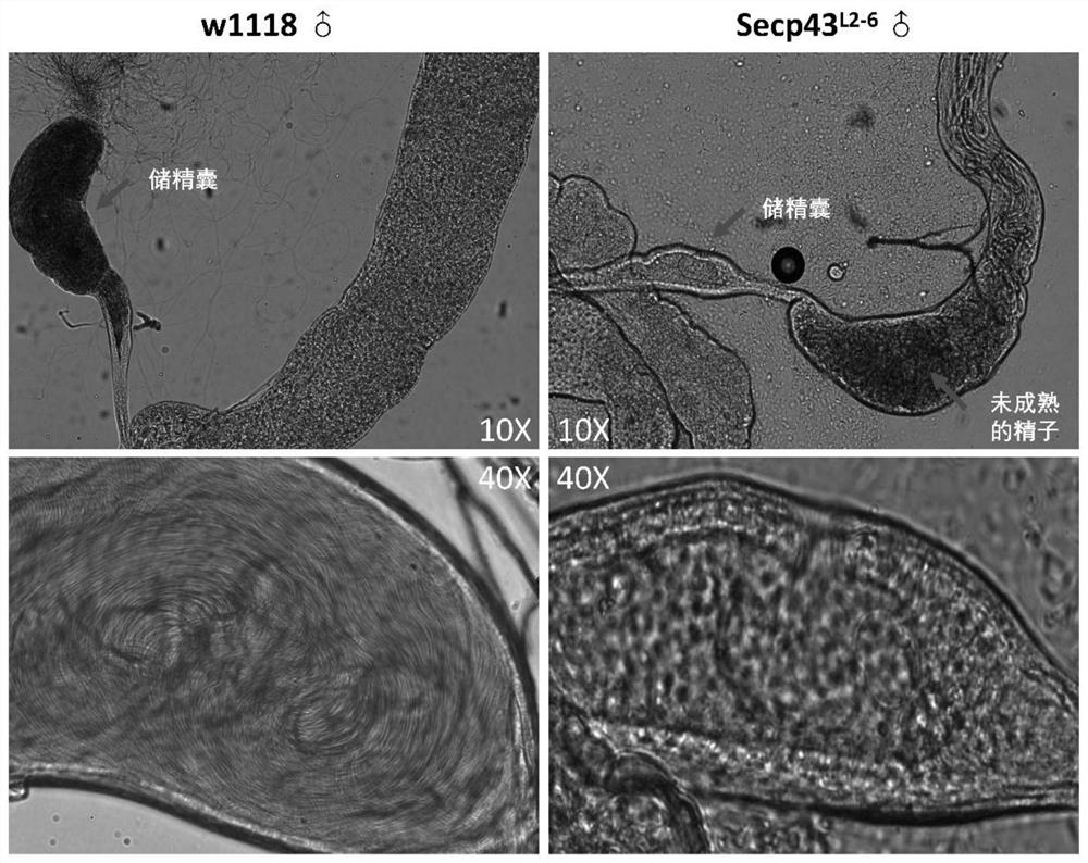 Application of protein secp43 or its encoding gene in regulating male fertility of Drosophila melanogaster
