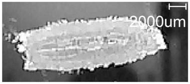 A method for mass spectrometry imaging of forchlorfenuron in melon tissue