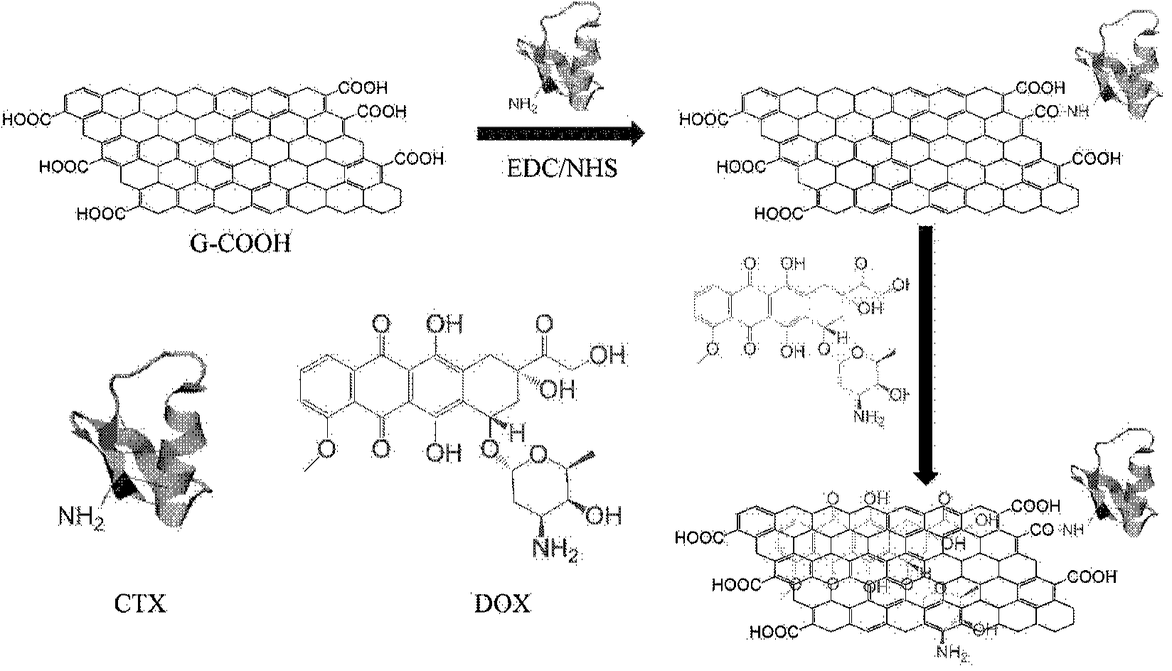 Chlorotoxin-targeted oxidized graphene nanometer material used for transporting antitumor drug