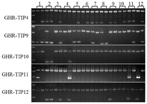 Method for mining transposon insertion polymorphisim TIP molecular markers based on comparative genomics