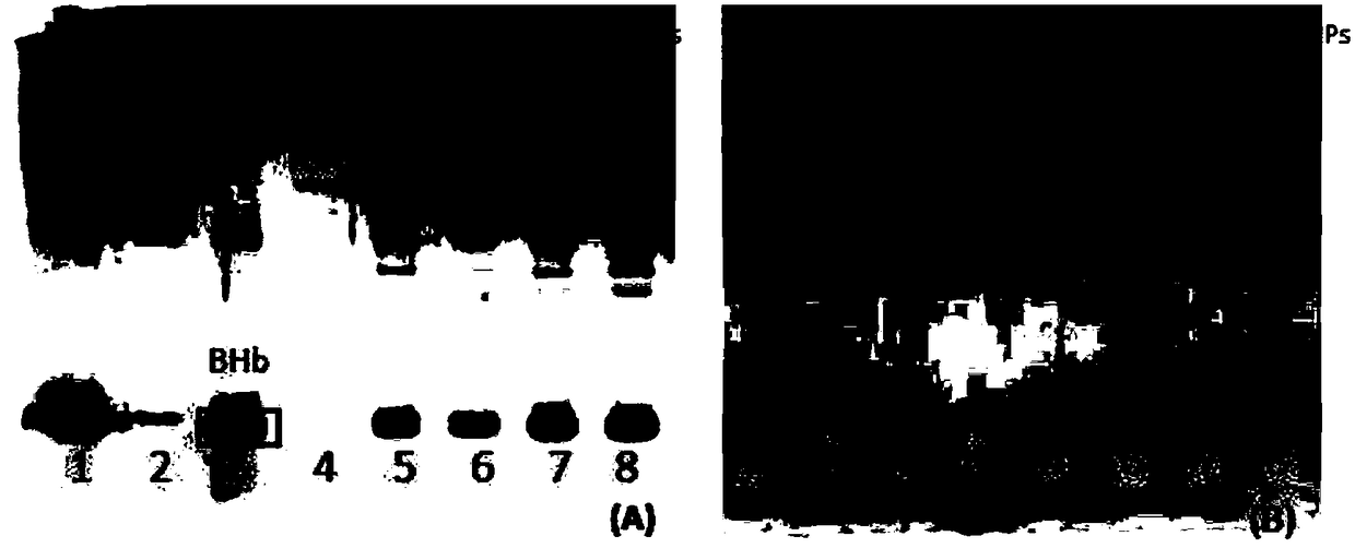 Molecular imprinted magnetic nanoparticles capable of specifically adsorbing bovine hemoglobin