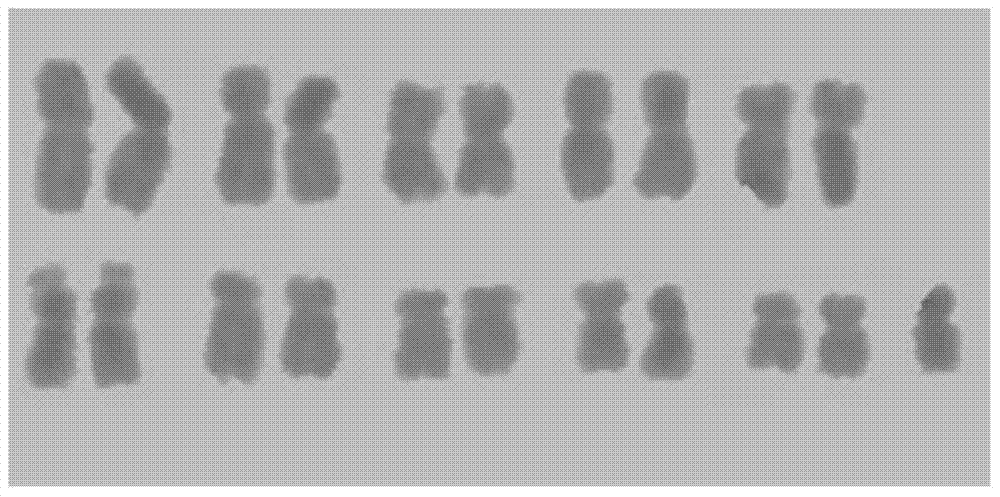 Molecular Marker and Application of Genic Sterile Gene of Monosomy Addition Line in Maize