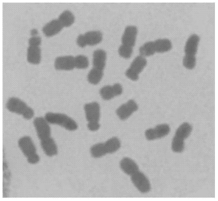 Molecular Marker and Application of Genic Sterile Gene of Monosomy Addition Line in Maize