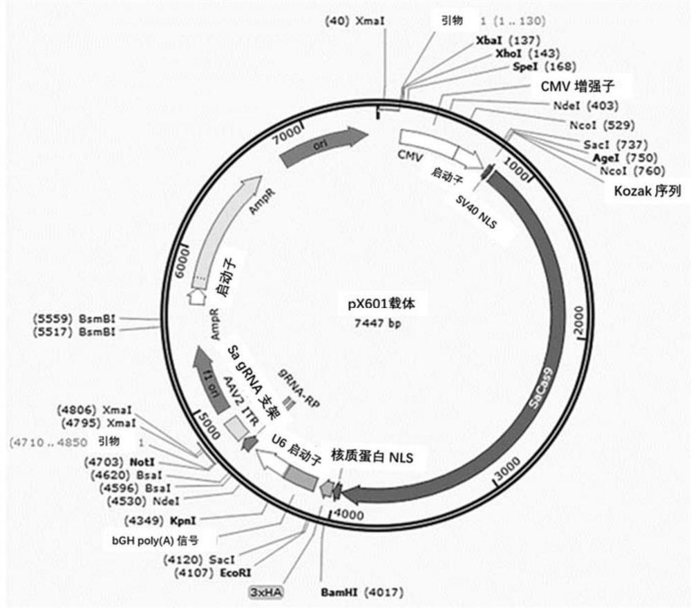 Nucleic acid molecule targeting cyp4v2 gene mutation site and use thereof