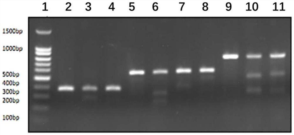 Nucleic acid molecule targeting cyp4v2 gene mutation site and use thereof