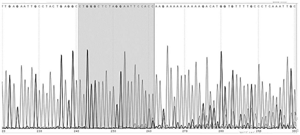 Nucleic acid molecule targeting cyp4v2 gene mutation site and use thereof