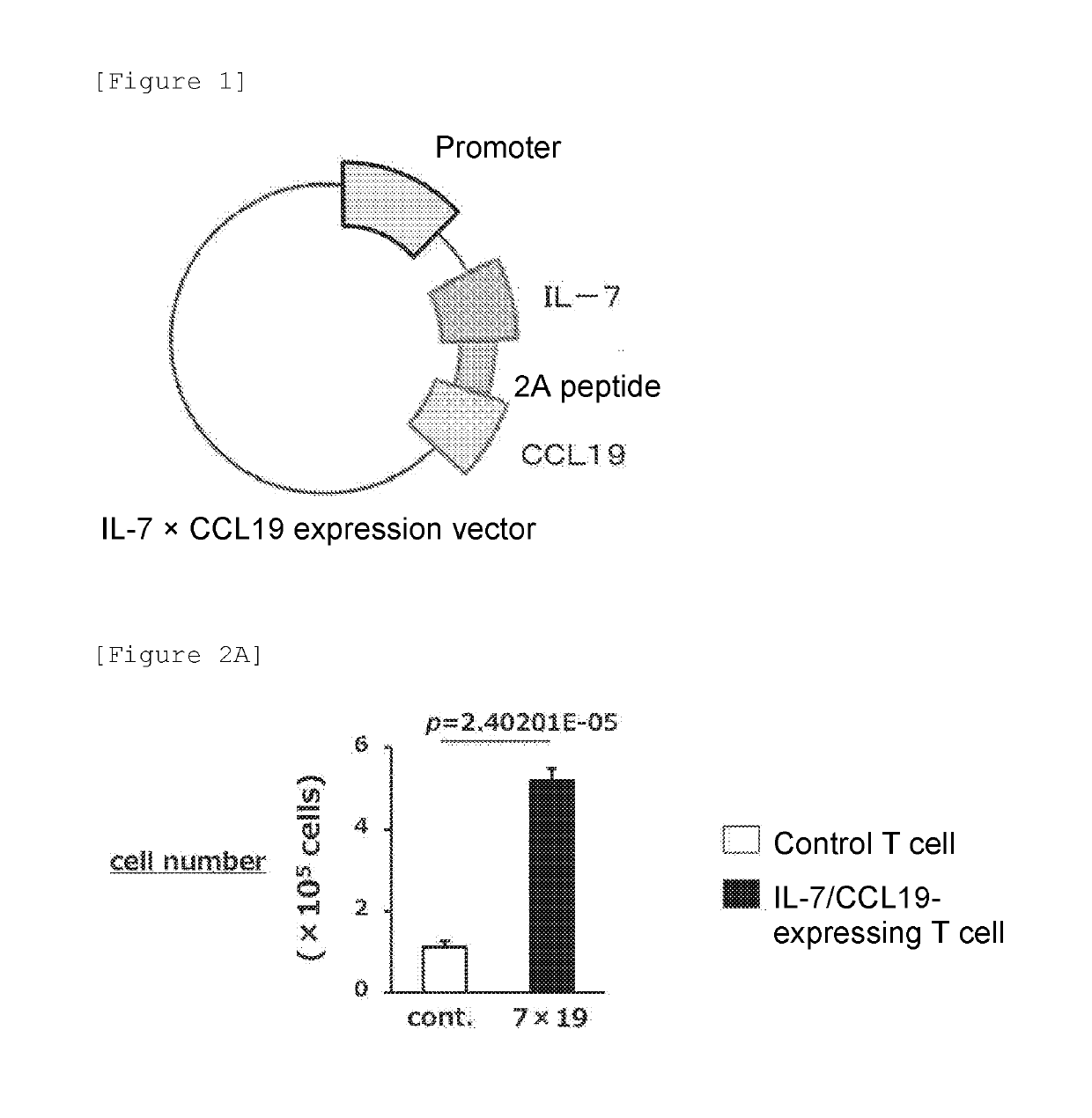 Immunocompetent cell and expression vector expressing regulatory factors of immune function
