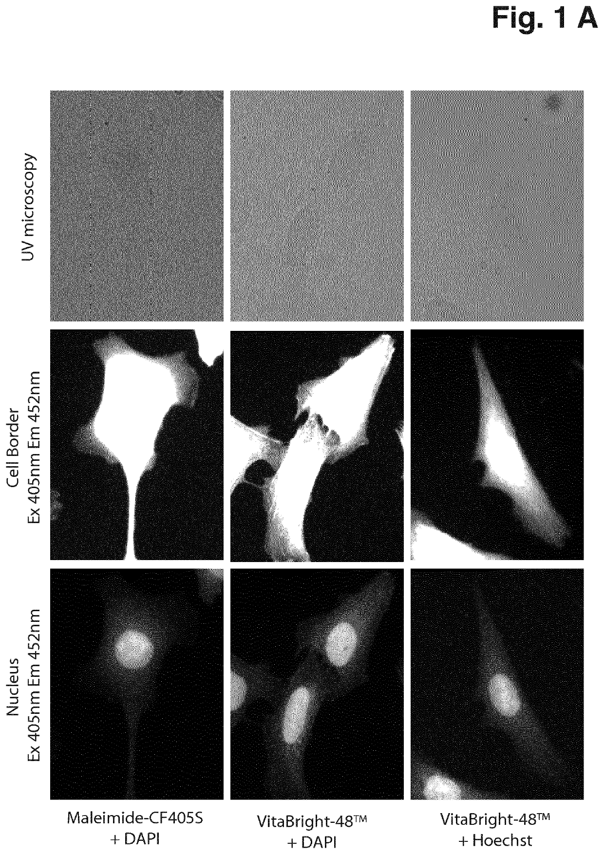 Masking of images of biological particles