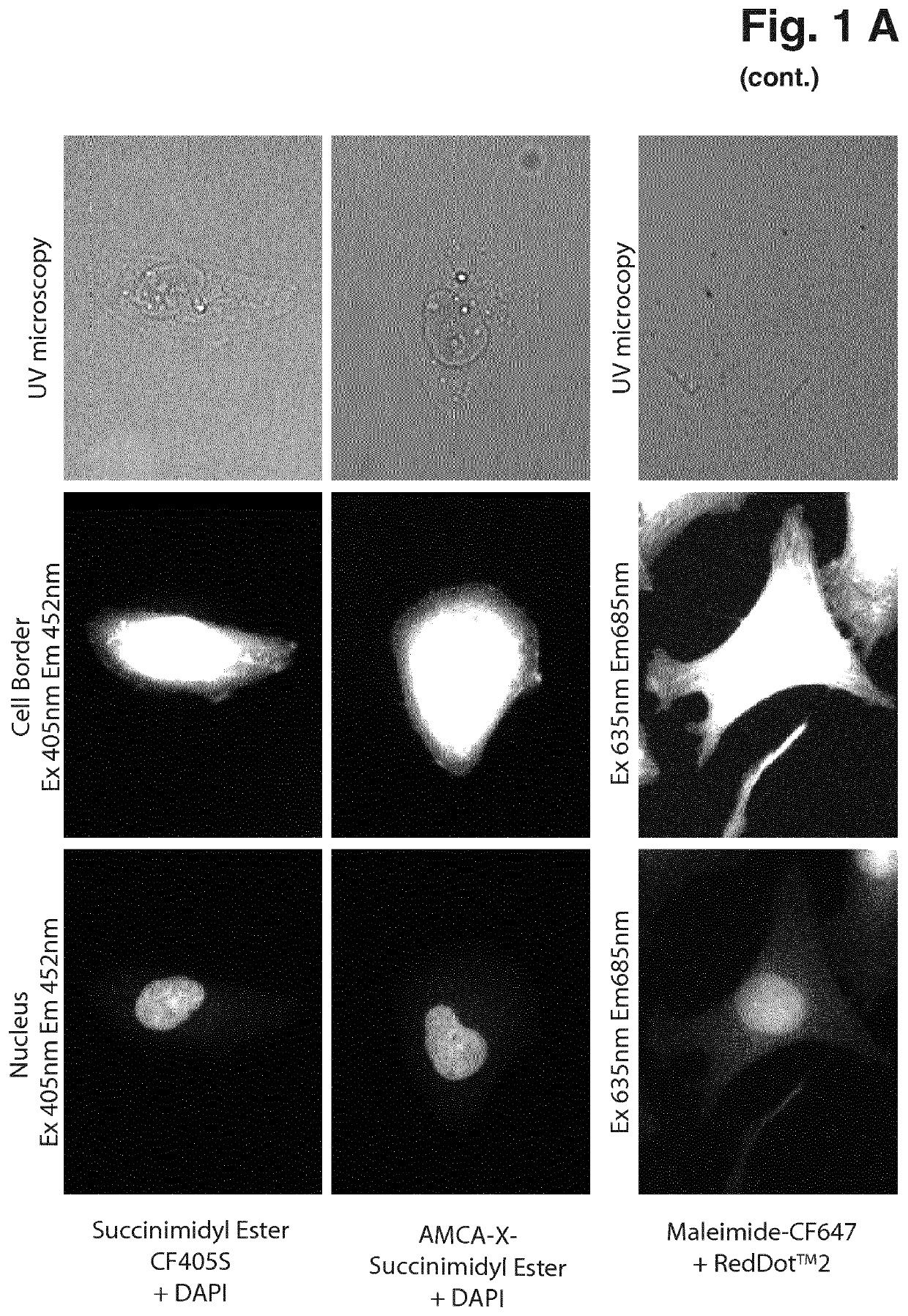 Masking of images of biological particles