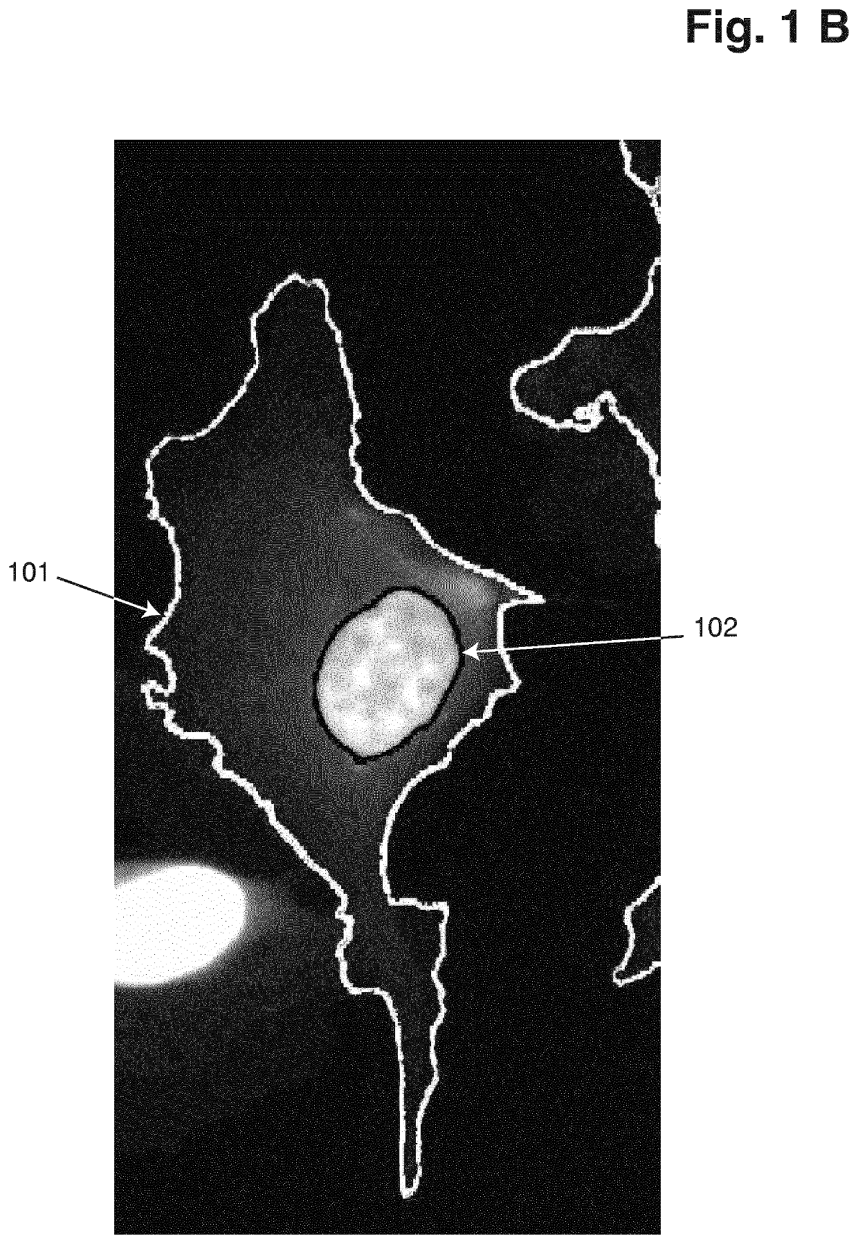 Masking of images of biological particles