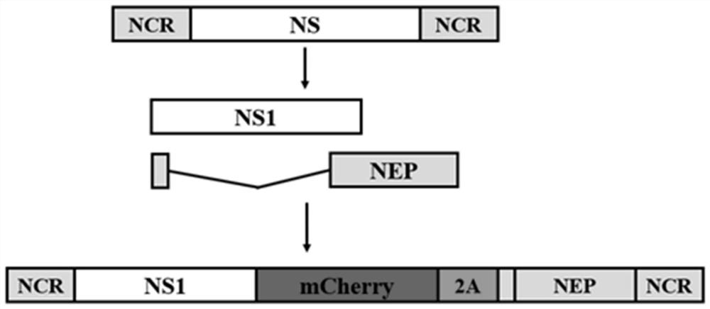 A DNA fragment and its application in constructing recombinant influenza virus expressing red fluorescent protein gene