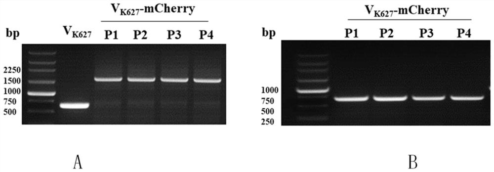 A DNA fragment and its application in constructing recombinant influenza virus expressing red fluorescent protein gene