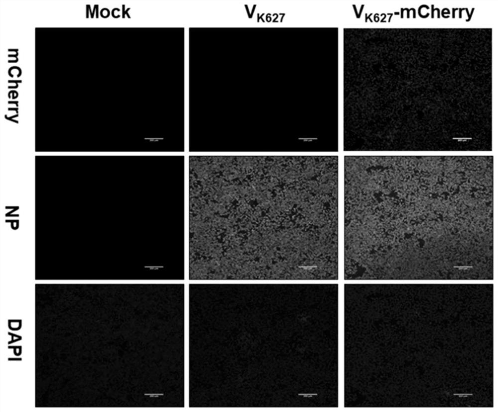 A DNA fragment and its application in constructing recombinant influenza virus expressing red fluorescent protein gene