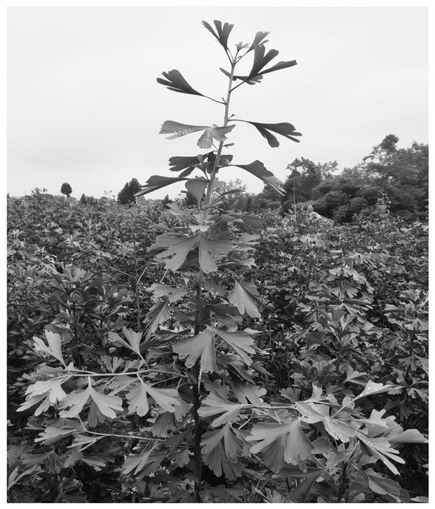 High-quality and high-yield cultivation method for leaf gingko in low-mountain hilly land