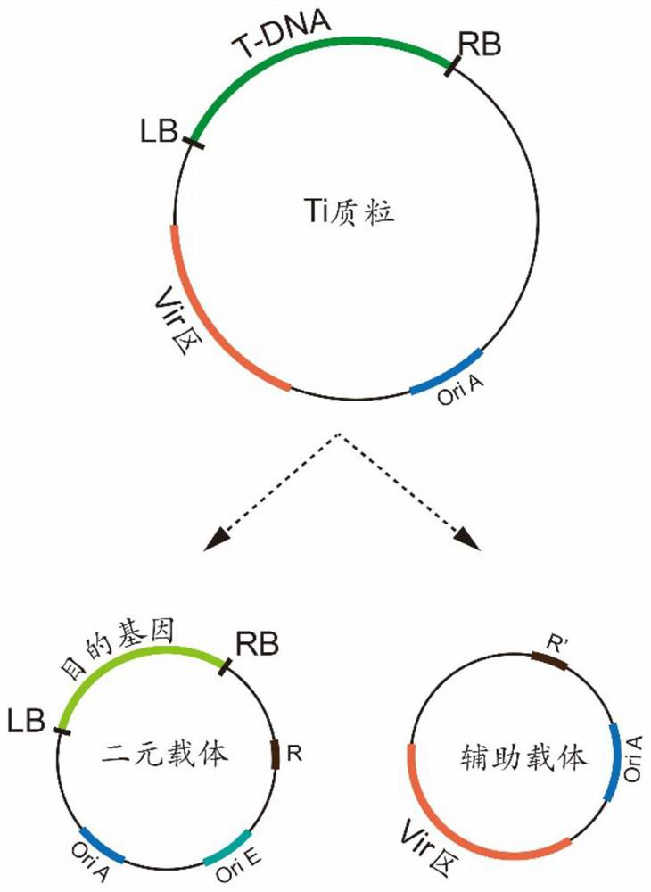 Method for screening single-copy T-DNA transgenic plant