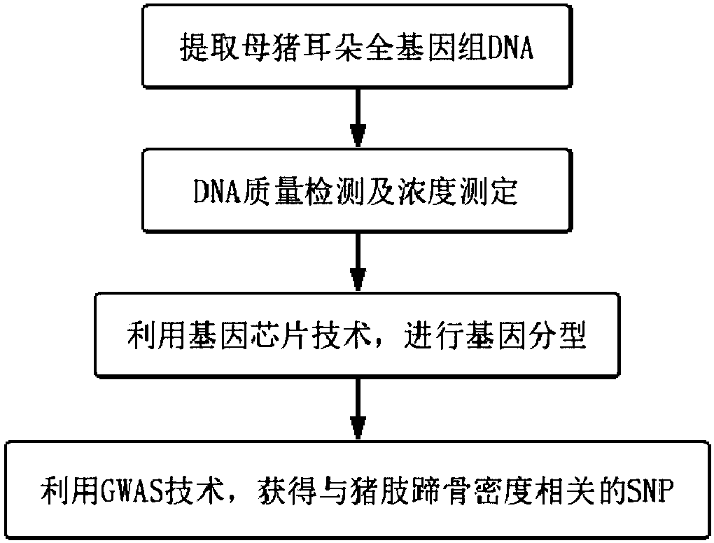 SNP molecular marker of FAM131C gene associated with bone density of limb and hoof of sow