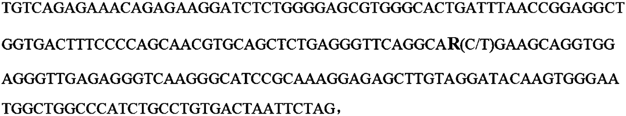 SNP molecular marker of FAM131C gene associated with bone density of limb and hoof of sow