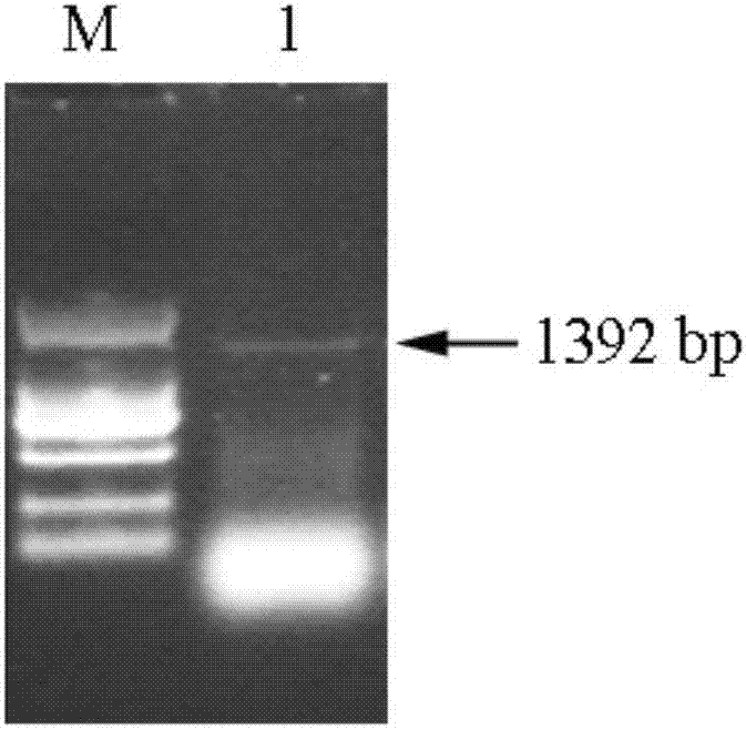 Detection and application of prawn enterocytozoon hepatopenaei trehalose-6-phosphate synthase gene