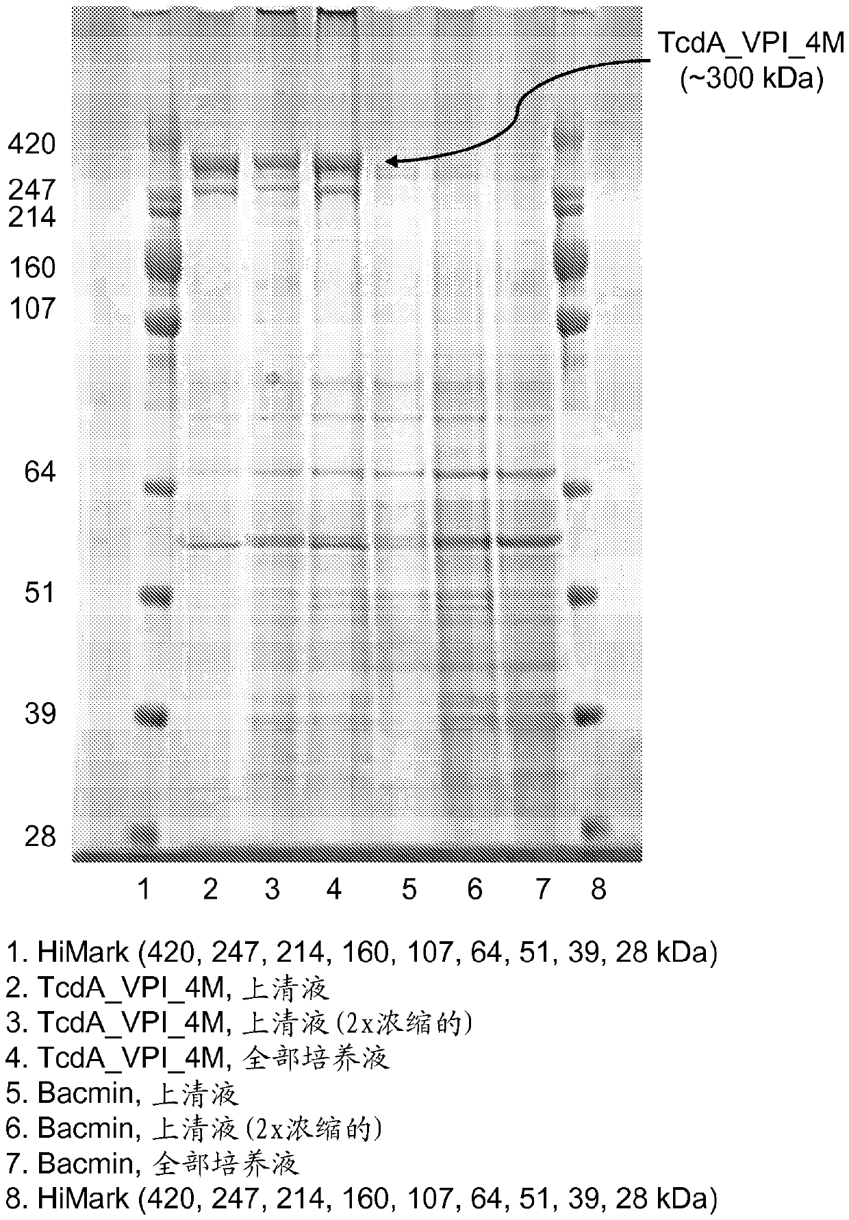 Vaccine against Clostridium difficile containing recombinant toxin