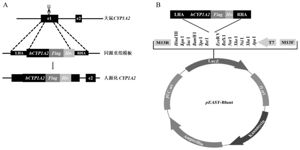 Cytochrome P450 enzyme humanized rat model as well as construction method and application thereof