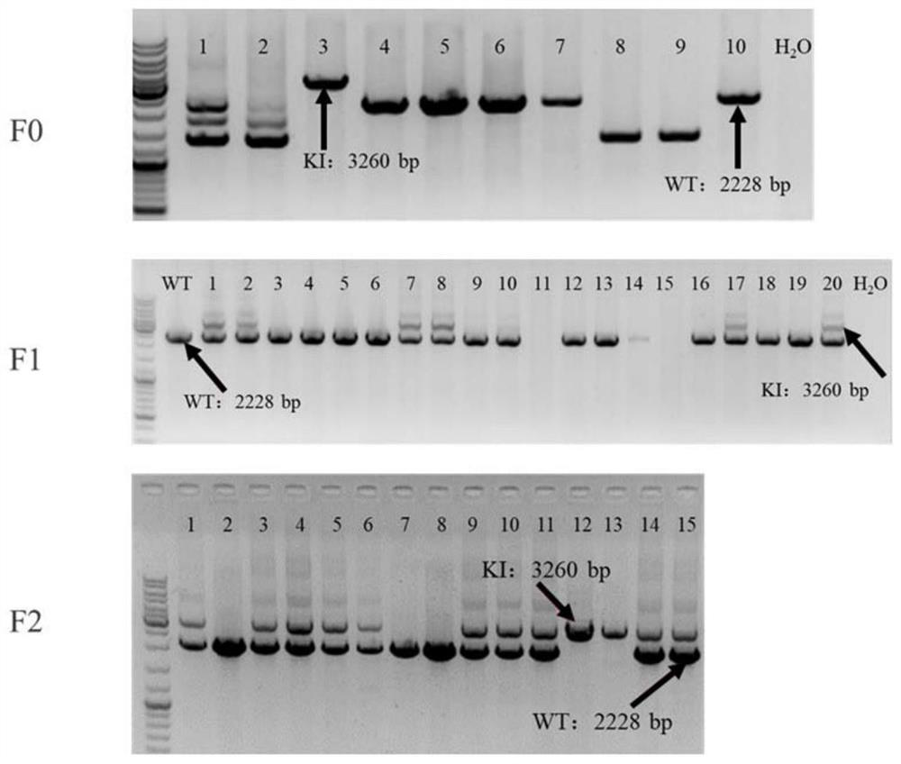 Cytochrome P450 enzyme humanized rat model as well as construction method and application thereof