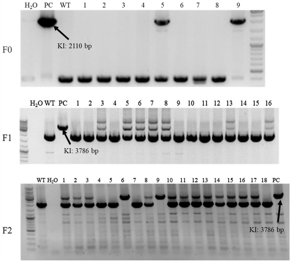 Cytochrome P450 enzyme humanized rat model as well as construction method and application thereof