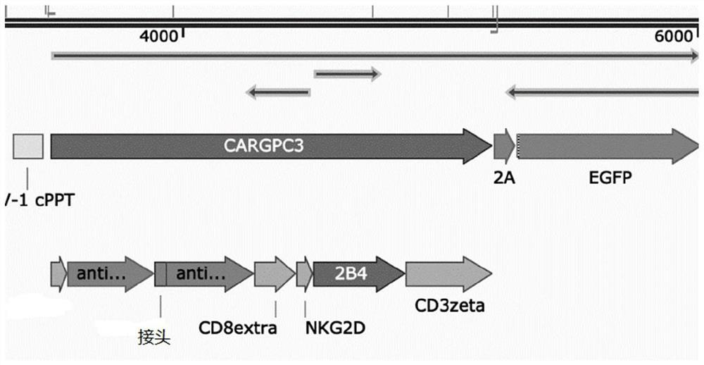 GPC3-targeted CAR and CAR-NK cell using same