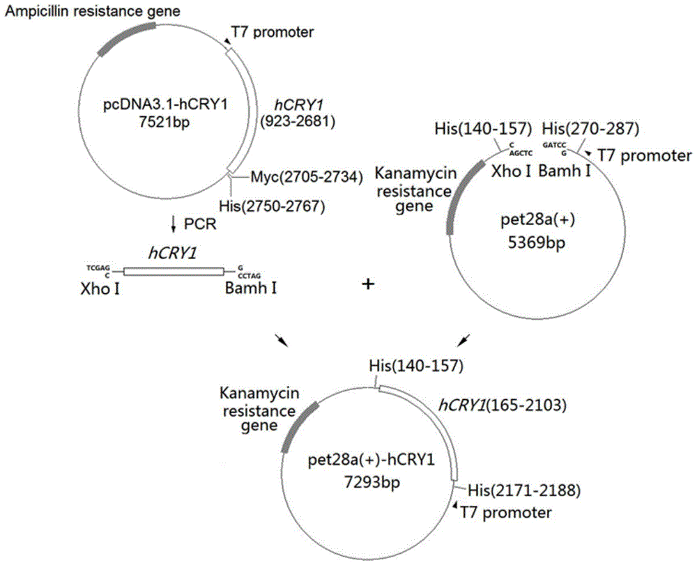 Recombinant expression method of human cryptochrome protein I (hcry1) and its application in preparation of radiotherapy protective agent