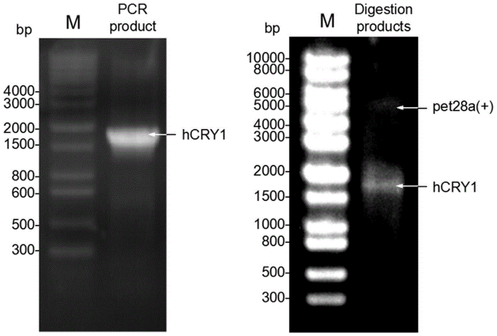 Recombinant expression method of human cryptochrome protein I (hcry1) and its application in preparation of radiotherapy protective agent