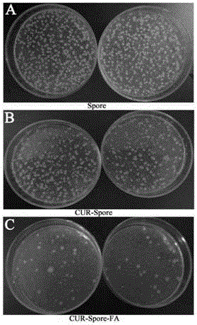 Probiotics folic acid targeting carrier carrying anti-cancer medicament curcumin and preparation method thereof