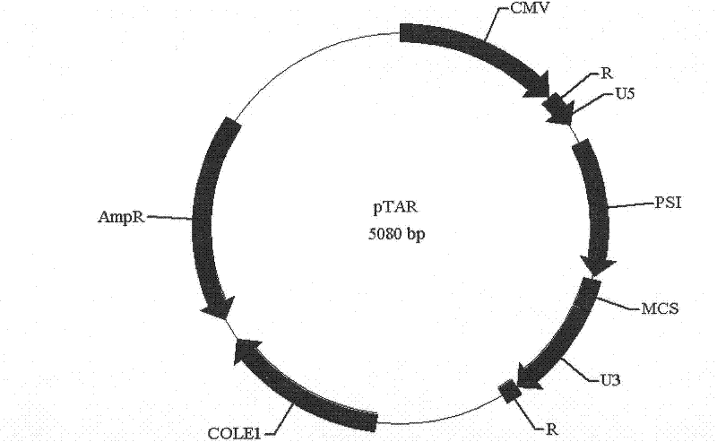 Enveloped ribonucleic acid (RNA) virus nucleic acid detection reference/standard platform and application method thereof