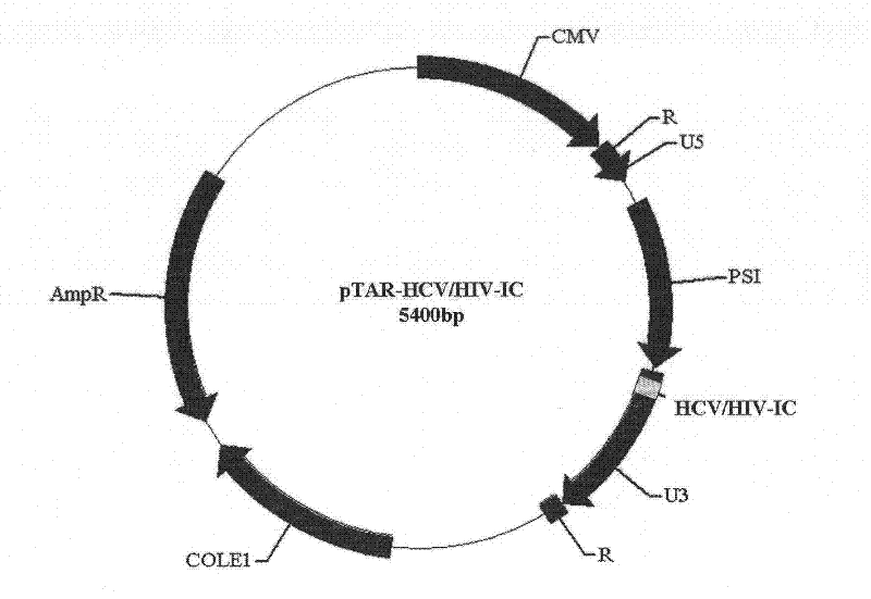 Enveloped ribonucleic acid (RNA) virus nucleic acid detection reference/standard platform and application method thereof