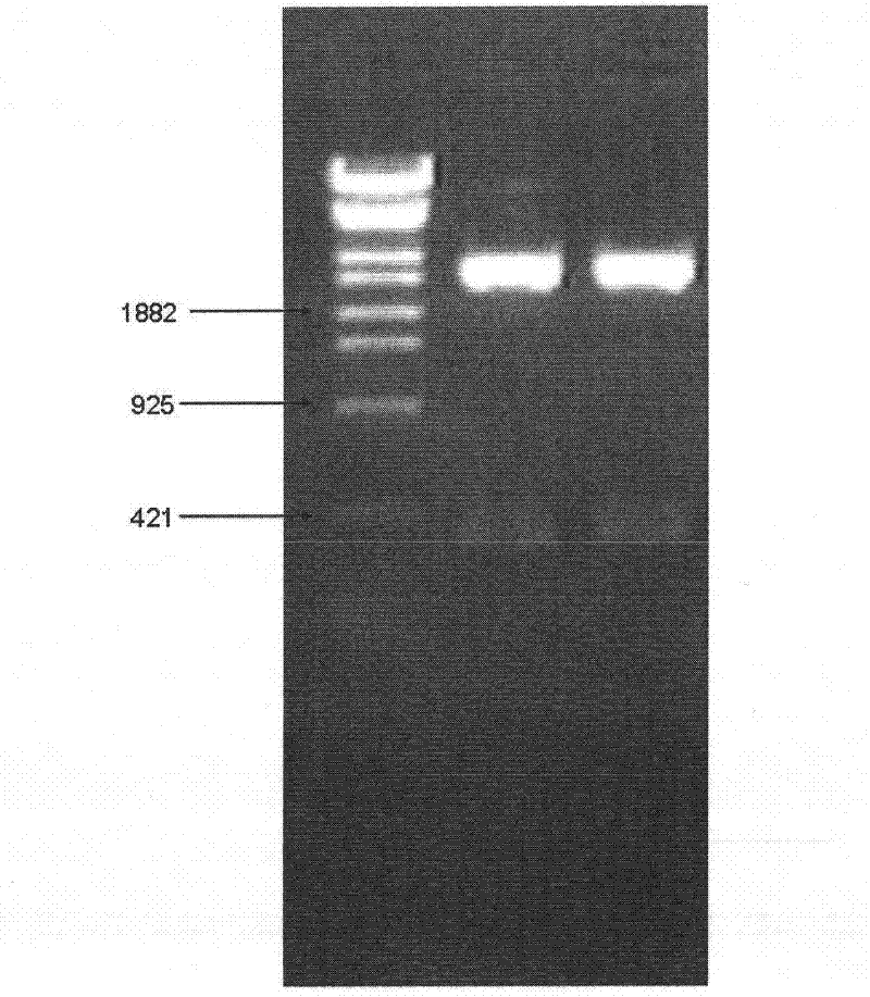 Enveloped ribonucleic acid (RNA) virus nucleic acid detection reference/standard platform and application method thereof