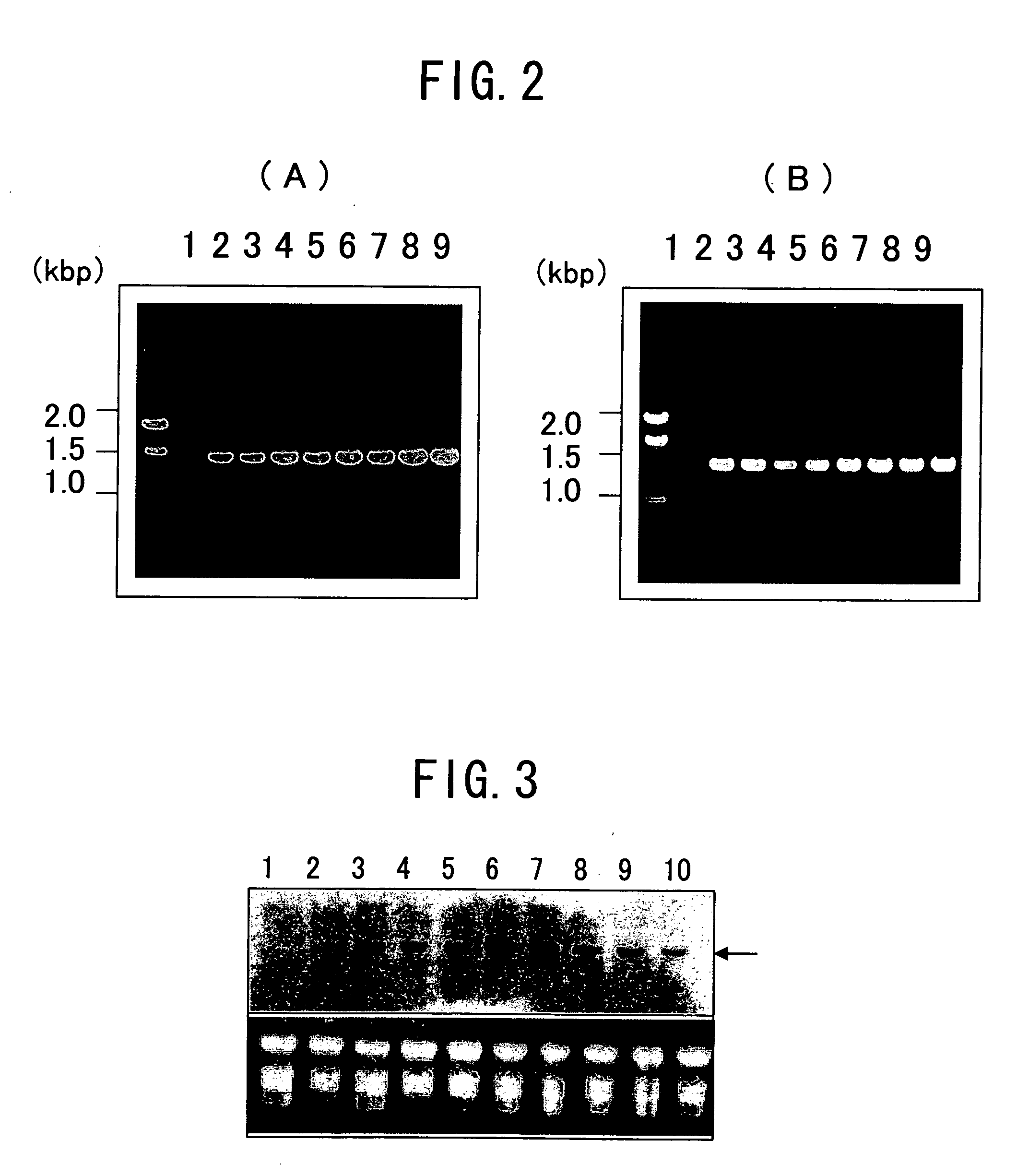 Potatoes having an increased yield of starch per plant body and method for producing the same