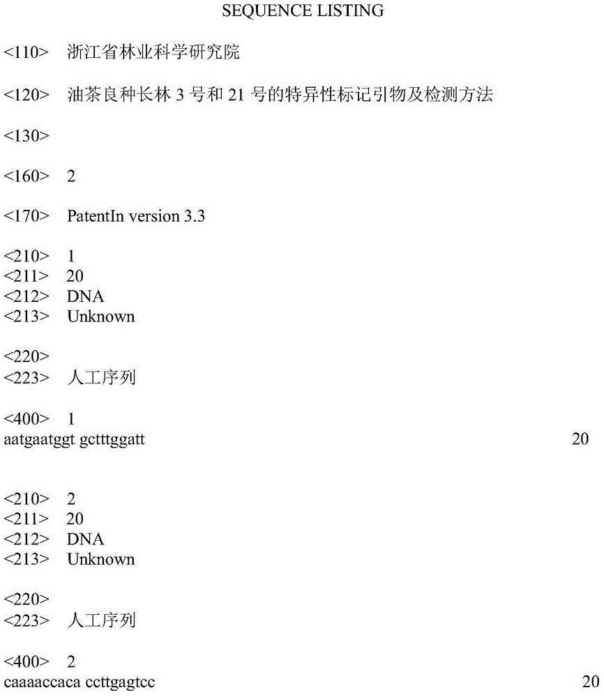 Specificity labeling primer for camellia oleifera improved varieties changlin number three and twenty one and detection method