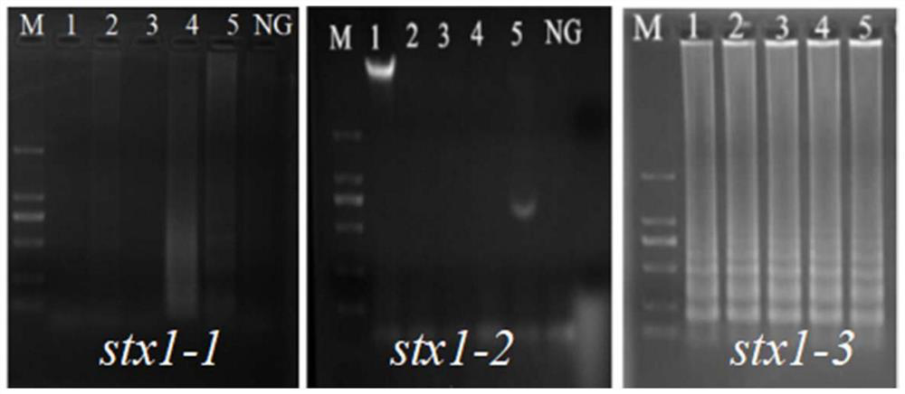 A kind of primer, kit and method for detecting Escherichia coli type I Shiga toxin by PSR