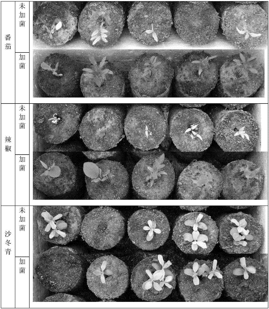 Degradable seedling growing pot with function of promoting plant growth, method for preparing degradable seedling growing pot and application thereof