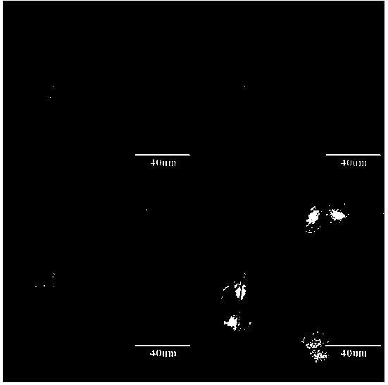 Preparation and application of a zif-8@phthalocyanine zinc composite material