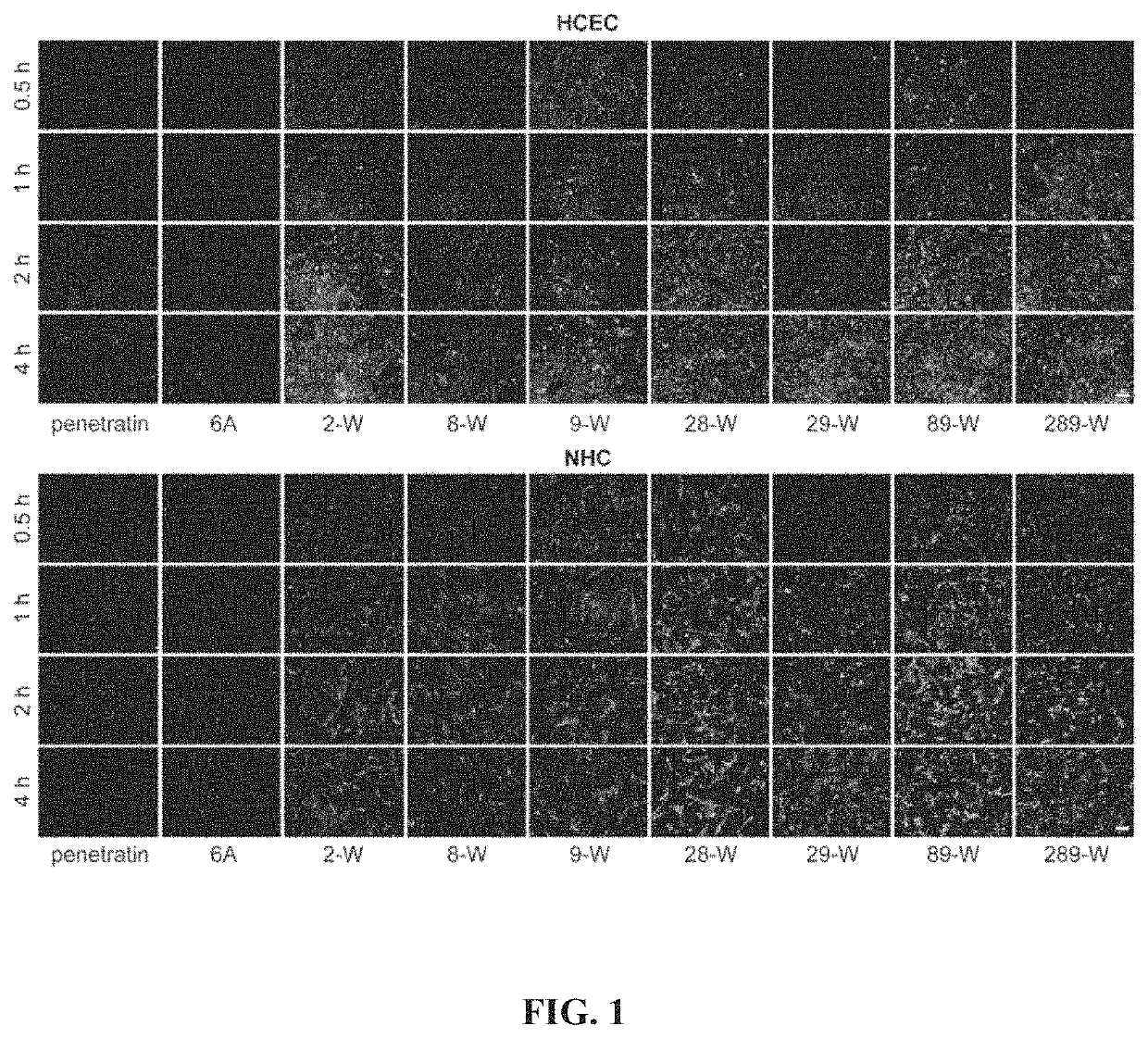 Polypeptide-based ocular absorption enhancer and application thereof