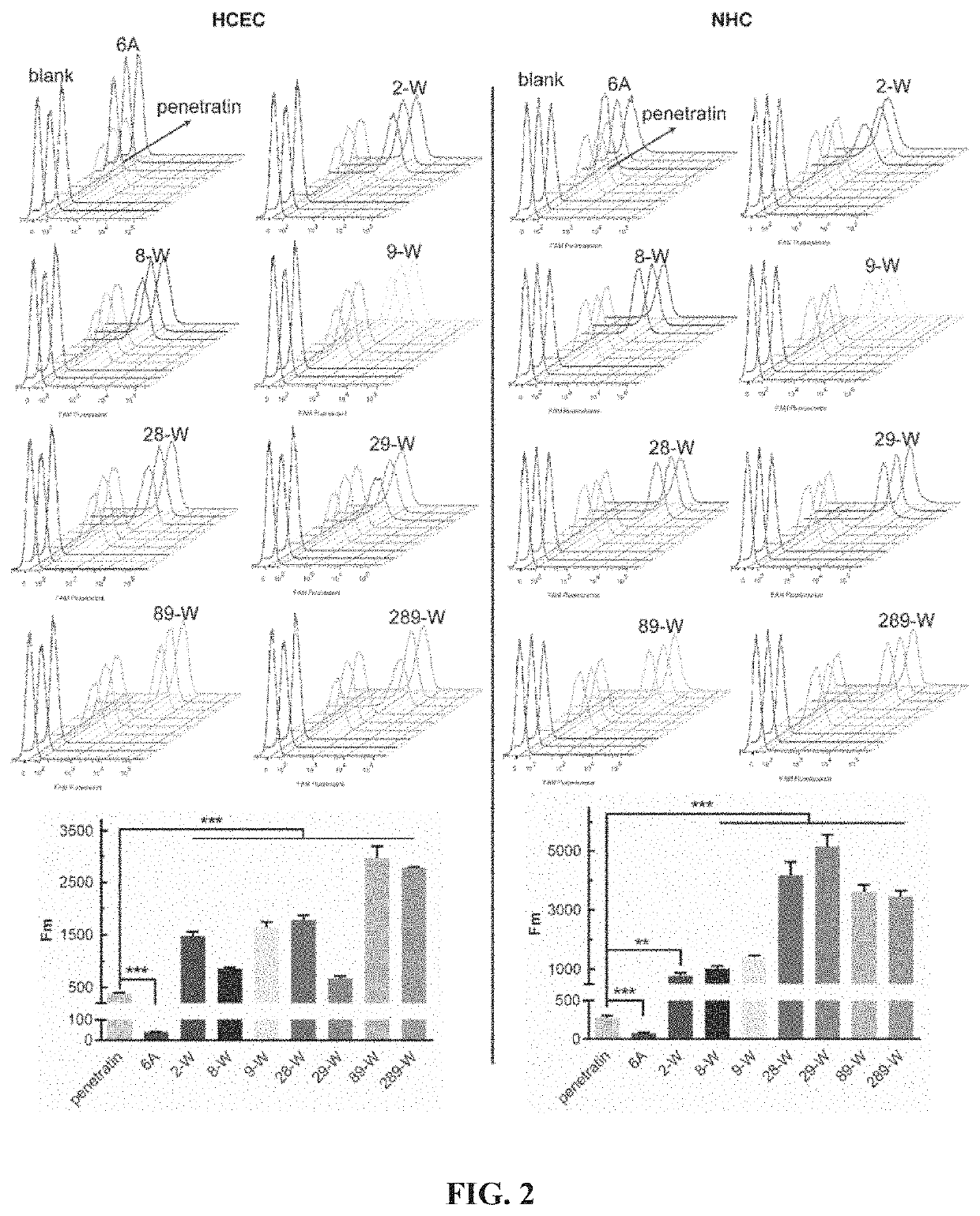 Polypeptide-based ocular absorption enhancer and application thereof