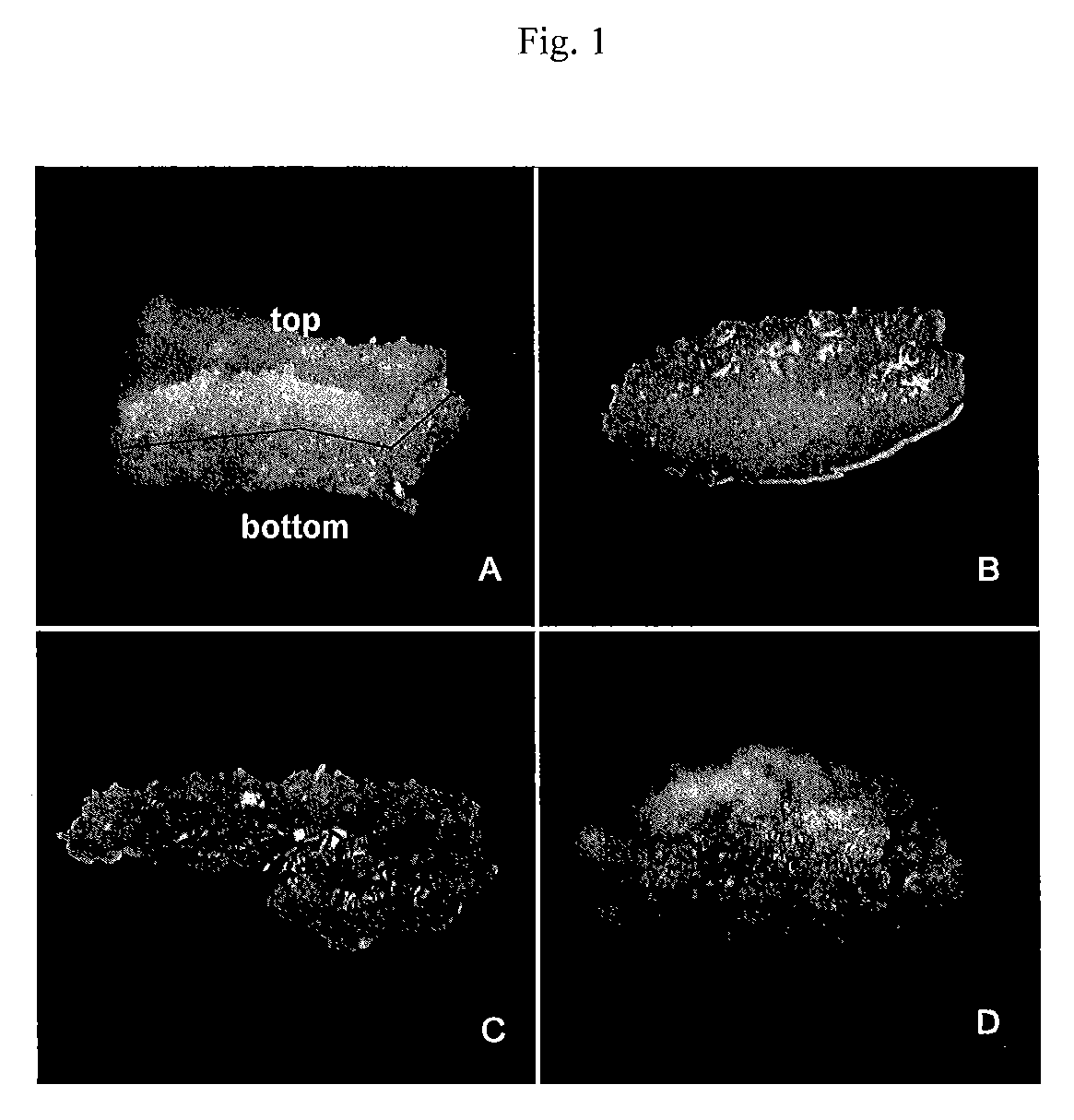 Isolated population of plant single cells and method of preparing the same
