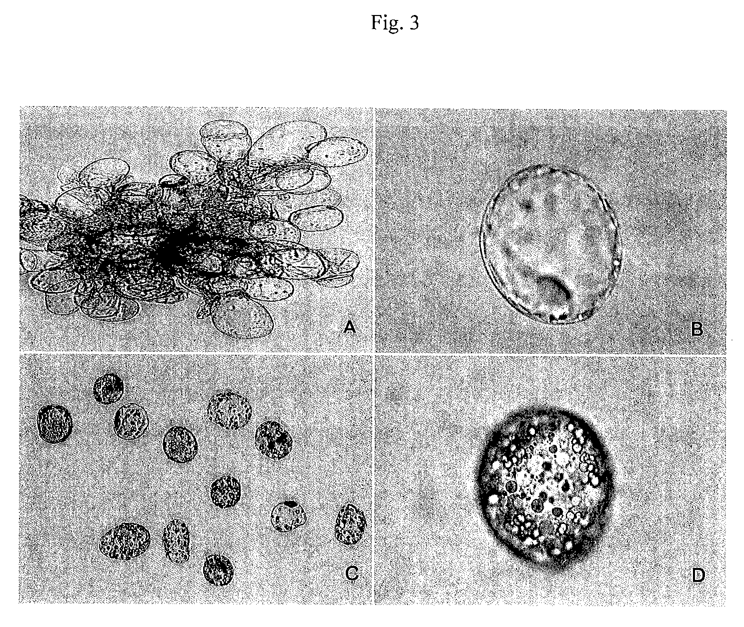 Isolated population of plant single cells and method of preparing the same